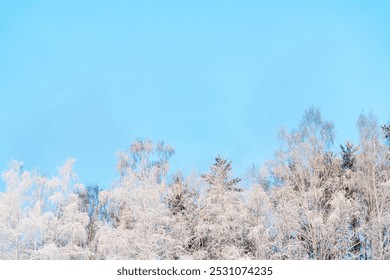 Winter natural background, snow-covered tree branches, tree on the background of blue sky. Cold, frost, peace in winter forest, with copy space - Powered by Shutterstock