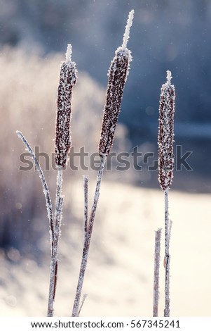 winter nature