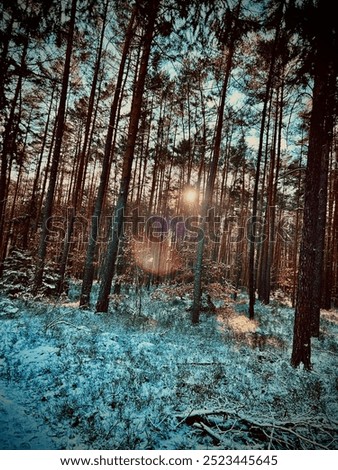 Similar – Hänsel & Gretel (Winter Forest)