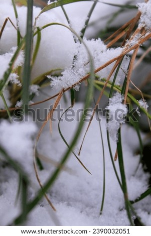 Image, Stock Photo Winter vs. Spring