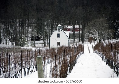 Winter In A Niagara Region Vineyard, Niagara Winery Winter Scene With Ontario Wine Plants.