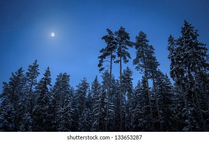 Winter Night In Forest: Tree Tops And The Moon