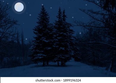 Winter Night Landscape. Trees In The Snow, Snow-covered Fir Trees. The Moon And Stars Shine In The Dark Sky.