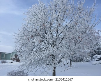 Winter In North Hemisphere. Pullman, Washington State, USA