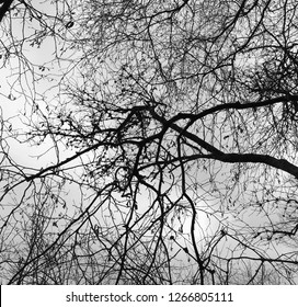 Winter Nude Tree Texture Stock Photo 1266805111 | Shutterstock