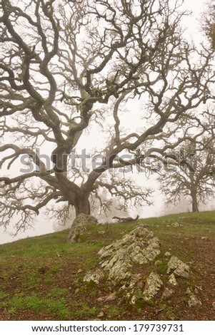 Winter Oak Tree in Clouds