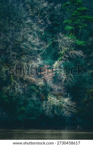 winter oak trees in cornwall 