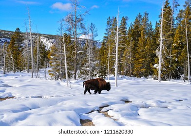 Winter At Old Faithful Area