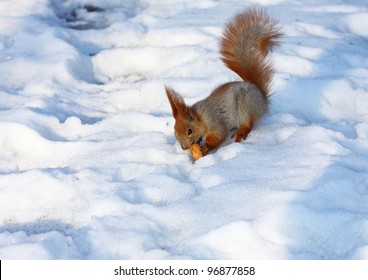 The winter, on snow sits the red squirrel and holds a nut at paws