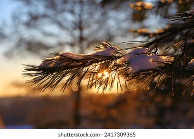 winter orange sunset sun shines through a pine branch covered with snow. winter sunset in the forest beautiful wallpaper with a pine branch.  European nature and plants at sunset.