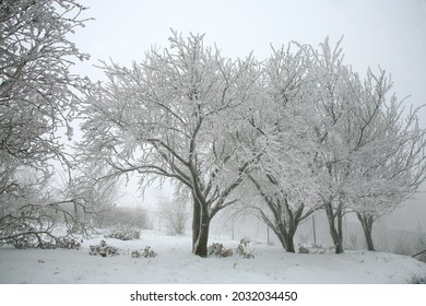 Winter Orchard. Frosted Gray In A Country Backyard Garden.