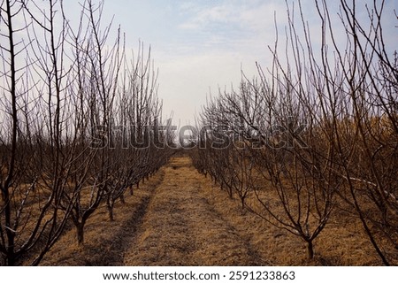 Winter orchard with rows of bare fruit trees and dry grass. Agricultural landscape and seasonal nature concept.