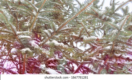 Winter Outdoor Photo With Snowy Noble Fir Tree 				