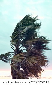 Winter Palm Trees At Sunset, Stormy Wind Ruffles The Trees