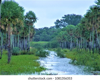 Winter In The Paraguayan Chaco  