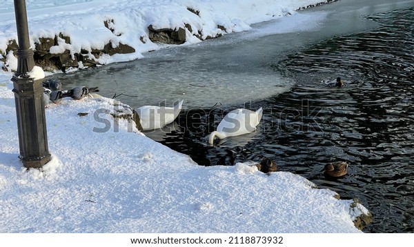 Winter in the park Birds geese dive into the\
water to find food lifestyle animal kingdom wonderful natural\
background images\
buying.