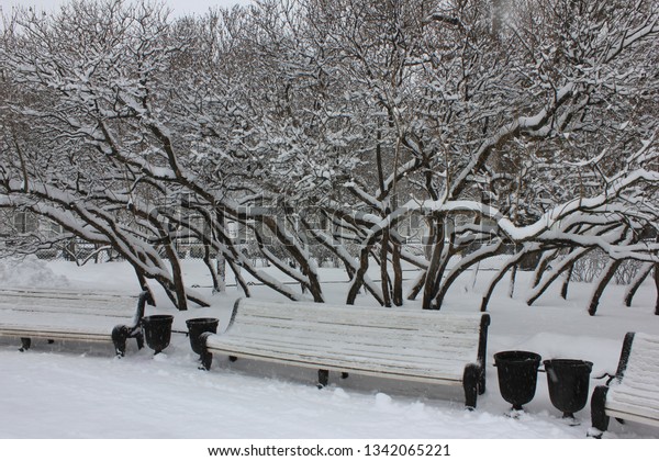 Winter Park Cozy Square Trees Bench Stock Photo Edit Now 1342065221
