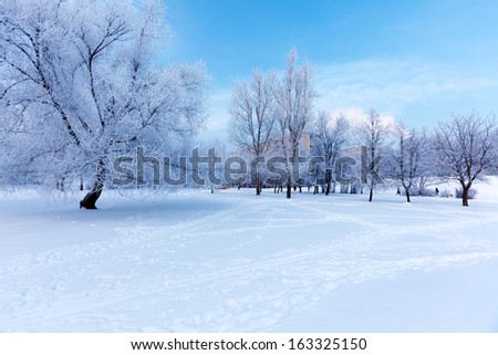 Winter Park in Moscow with Snowy Trees 