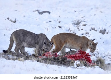 Winter Patagonia, Puma Family, Mother With Two Cubs Cats And Guanaco Blood Carcass. Puma Feeding Bahaviour In The Nature Habitat, Torres Del Paine, Snow Patagonia In Chile. Mountain Lion Cougar.