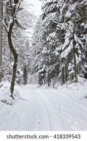winter path