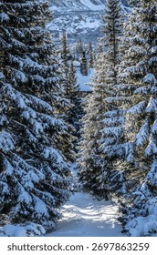 a winter path among the trees with a view of the mountains