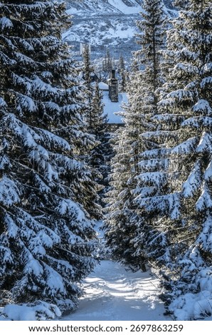 a winter path among the trees with a view of the mountains