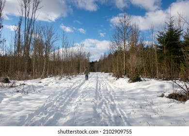 Winter path in the forest with pedestrian
