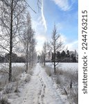Winter path nordic fields and birchs