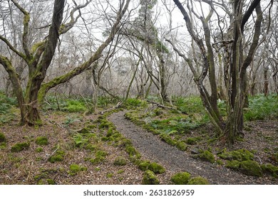 winter path through bare old trees