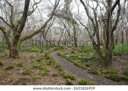 winter path through bare old trees