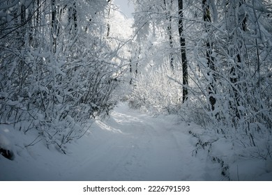 winter path through snowy forest