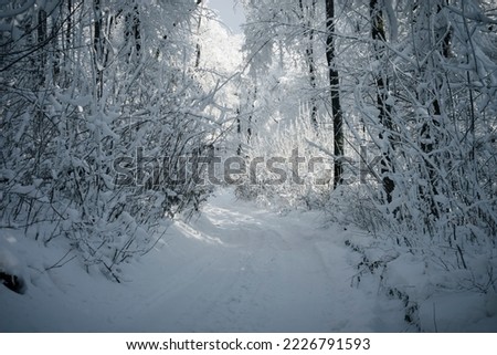 Winter fog on the footpath