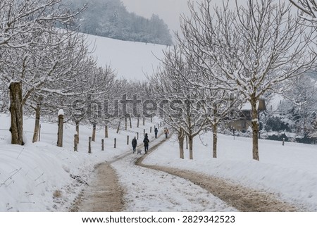 Winter pathway lined with snow-covered trees on Gurten hill near Bern, Switzerland.