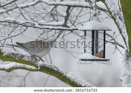 A winter photograph captures a Eurasian collared dove perched on a snow-covered tree branch near a bird feeder—evoking a winter atmosphere featuring a wild bird.