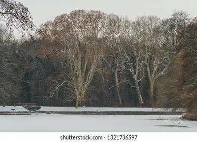 Winter picture. Platan tree, bridge and snow.