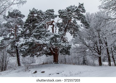 winter pine