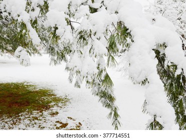 winter pine branches