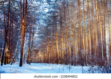 Winter pine fir tree forest in snow & sunlight sunset. Cold frosty winter december day in coniferous forest with pine fir spruce trees. Scenery sun rays shine through fir pine forest or winter woods - Shutterstock ID 1238494852