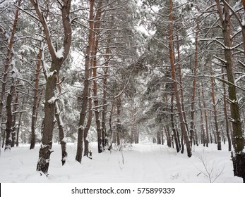 winter pine forest