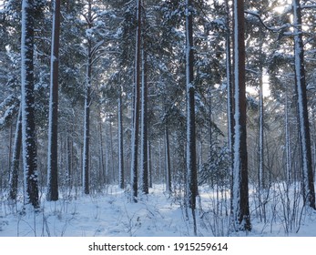 Winter pine forest after a snowstorm with snow sticking to the trunks. Christmas symbol. - Shutterstock ID 1915259614