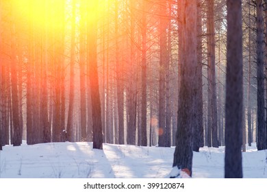 Winter pine forest illuminated by the sun - Shutterstock ID 399120874