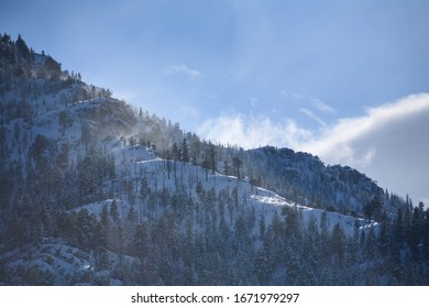 Winter Pine Forest In Mount Charleston, Nevada