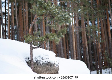 winter pine forest on a sunny day