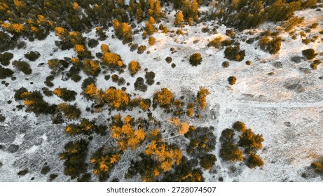 Winter Pine Forest Top Down