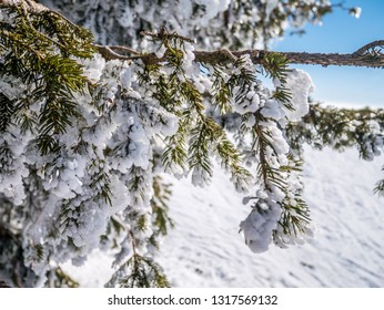 Winter pine tree branches covered with snow. Frozen tree branch in winter forest. Close up.