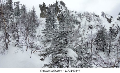 Winter  pine trees on background high mountains