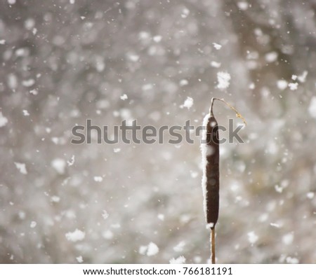 Similar – Snowy Bunting Twig Snowcap