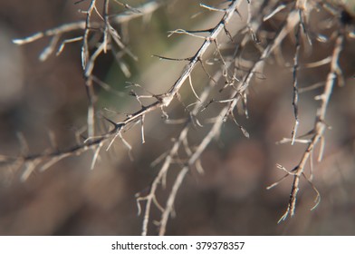 Winter plants