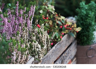 Winter Plants