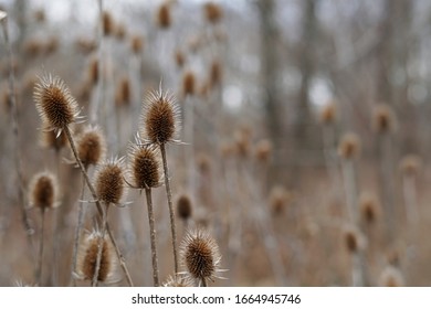 Winter Plants In Kansas City